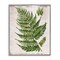 Stupell Industries Distressed Fern Leaf Framed Giclee Wall Art Design by Susan Arnot